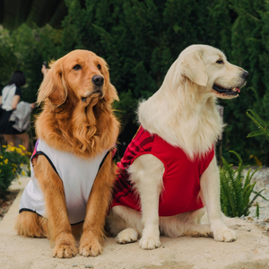 Stylish Comfort For Every Pup